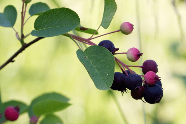 Кракен магазин krakens13 at