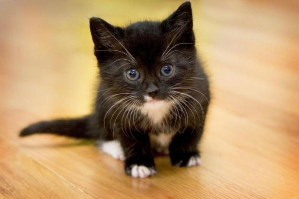 Ссылка кракен даркнет маркет